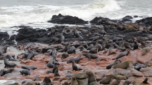 huge colony of Brown fur seal - sea lions, Namibia, Africa wildlife