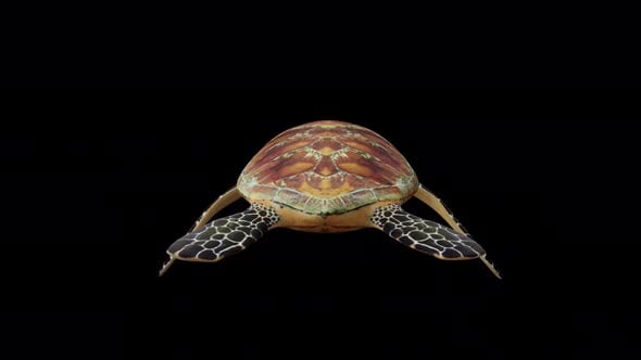 Green Turtle Back View, Elements Motion Graphics ft. 3d & animation ...