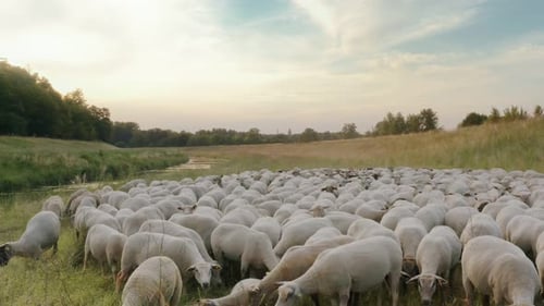 A Flock of Sheep Grazes Freely on a Green Meadow By the River on an Organic Pasture in Central