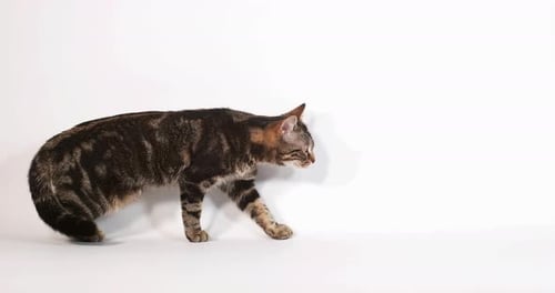 Brown Tabby Domestic Cat Walking and Meowing against White Background, Slow motion 4K
