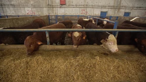 Cows Eating Hay in a Barn