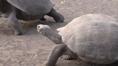The Galápagos tortoise fighting