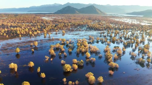 Yellow trees in the blue water in autumn, on the flooded fields. Swamp and wetland by Lake Skadar.