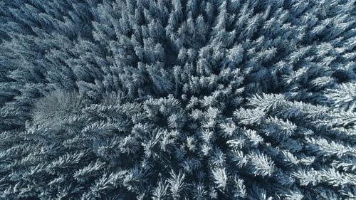 Winter Season Spruce and Pine Trees Covered with Snow. Aerial Top Down Flyover Shot of Winter Forest