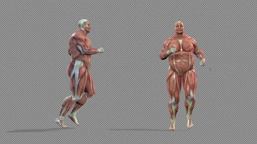 3D Human Muscular System Running Loop