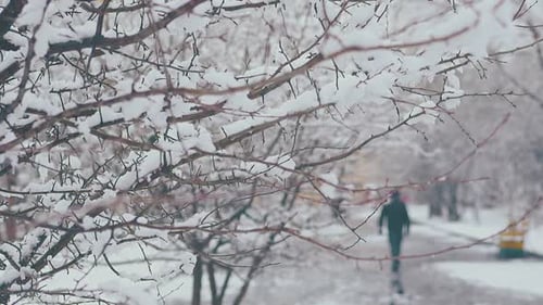 Long Tree Branches with White Melting Snow Against Park