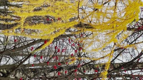 The Closeup View of Yellow Larch Branches Against the Background of an Autumn Park Yellow Leaves and