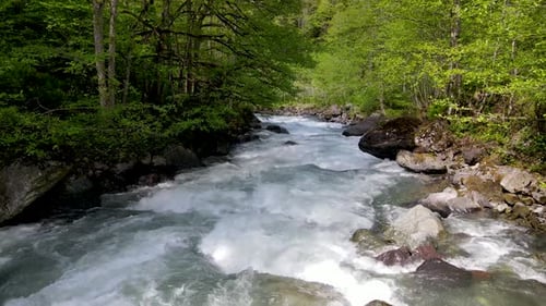 Rainforests And River