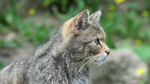 Chat sauvage européen (Felis silvestris)