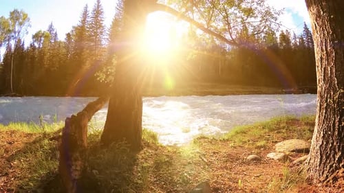 Meadow at Mountain River Bank