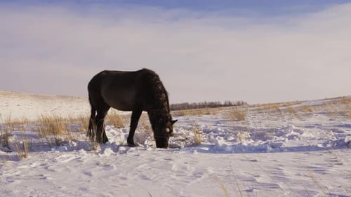 Horse Grazing in Snowy Winter Landscape
