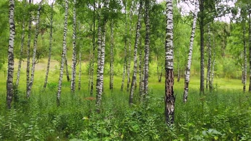 Green Birch Grove in Russia.