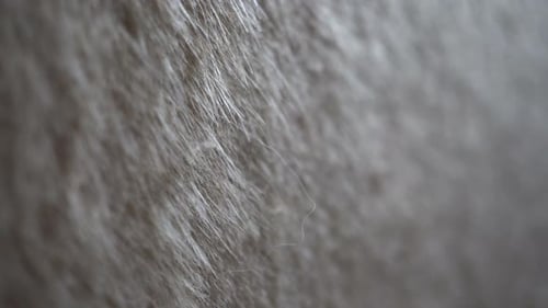 Close Up of Soft Grey Fur