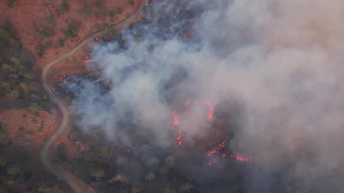 Fire in the Forest Burning