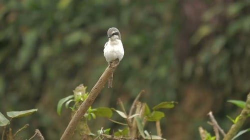 Alert Bird Perched on Branch in Lush Forest