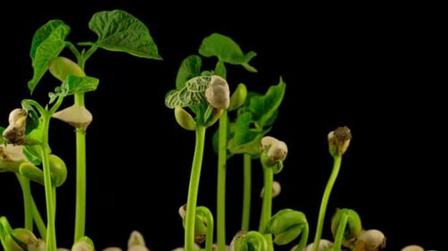 Bean Sprouts Growing in Soil Time-Lapse