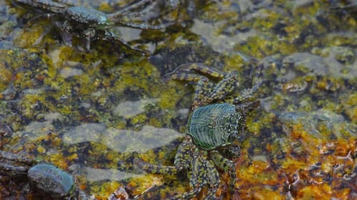 Crabs on the Rock at the Beach