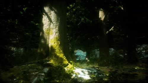 Wilderness Landscape Forest with Trees and Moss on Rocks