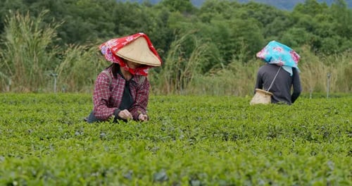 People pick tea leaves in the farm