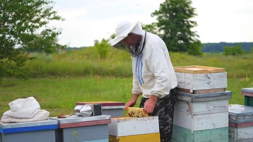 Beekeeper Inspecting Honeycomb at Beehives in Field