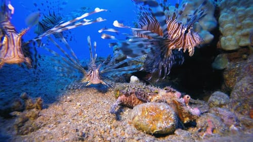 Underwater Walkman Scorpionfish and Lionfish