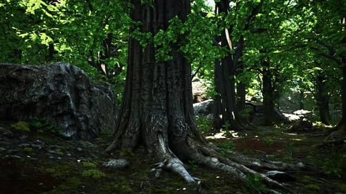 Detailed Close Up View on a Forest Ground Texture with Moss