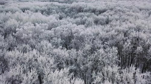 Aerial View of Winter Forest. Fly Over Frozen Snowy Spruce and Pines