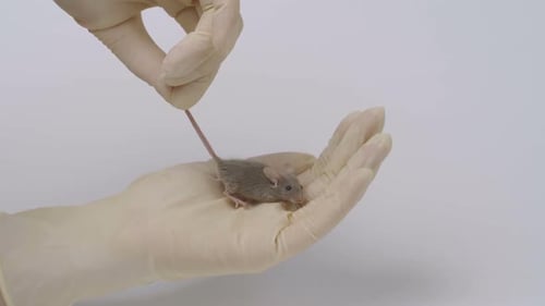 Tiny Mouse Being Held in Gloved Hand