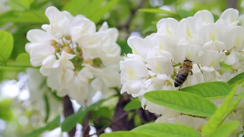 Bee Collecting Nectar on White Flower