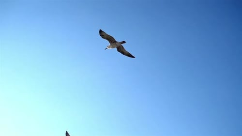 Möwe