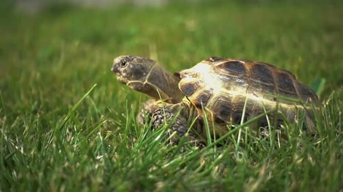 Schildkröte auf dem Gras