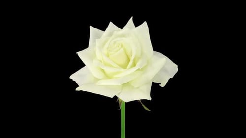 White Rose Bloom Close Up on Black Background