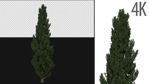 Populus Nigra Tree