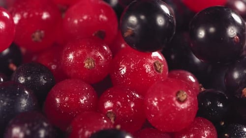 Fresh Red and Black Currants Falling and Mixing