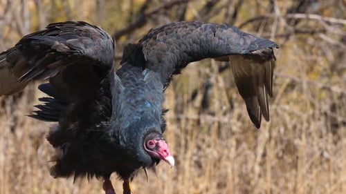 Buitre de pavo sentado en una rama