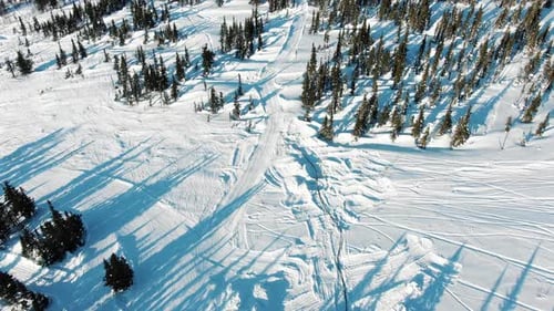 Coniferous Forest with Roads Against Distant Snowy Mountains