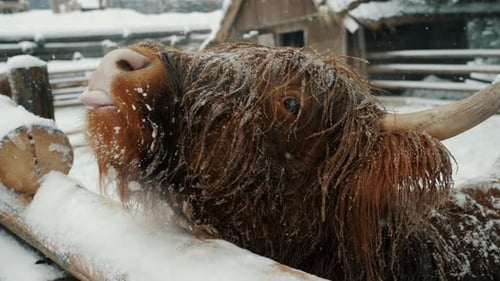 Highland Cow Licking its Nose in Winter Snow