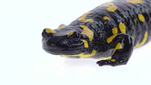 Fire Salamander Moving Slowly on White Surface
