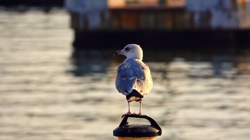 Die Möwe auf dem Pol