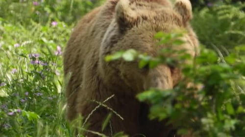 Real Wild Bear In Natural Habitat Among The Trees In The Forest