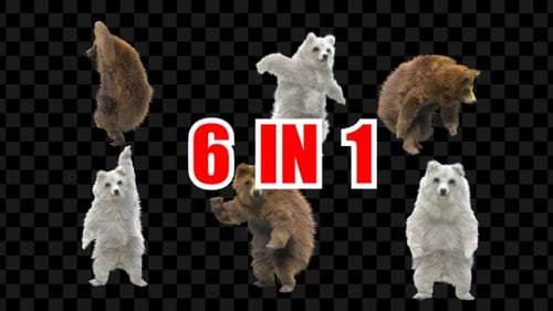 Bärentanz 6er Pack