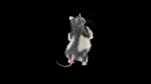 Animated 3D Rat Standing and Looking Around