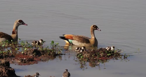 Egyptian Goose, alopochen aegyptiacus, Male with Female and Goslings, real Time 4K