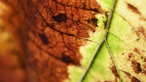 Close-up of Colorful Autumn Leaf