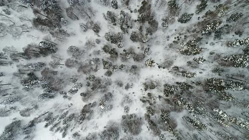 View From the Top to the Winter Forest and Trees in the Snow