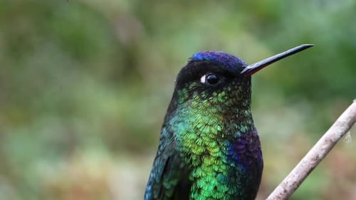 Costa Rica Kolibri, feuriger Kehlkolibri (panterpe insignis) Vogel Nahaufnahme Porträt Makro