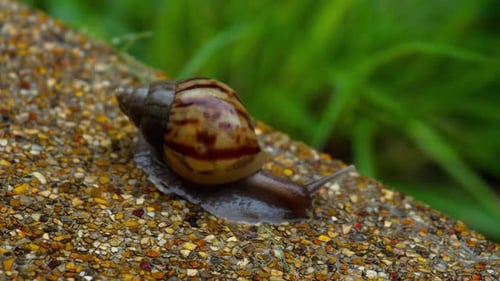 Gartenschnecke krabbelt auf Bürgersteig