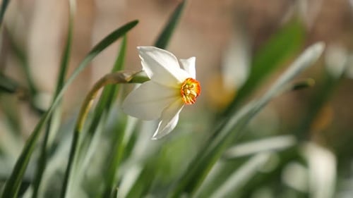 Narcissus poeticus beautiful spring garden flower 4K 2160p 30fps UltraHD footage - Early daffodil pl