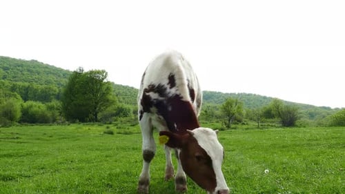 Calf Eat Fresh Green Grass