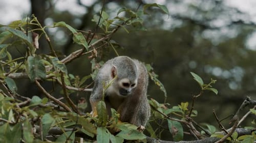 Squirrel Monkey In Its Natural Habitat - close up